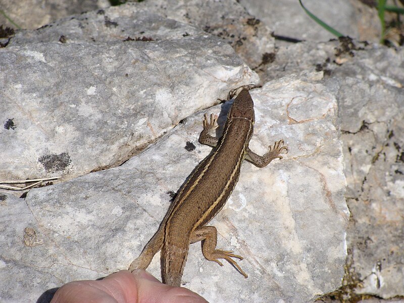 File:Psammodromus manuelae.003 - Serra de Enciña de Lastra.jpg