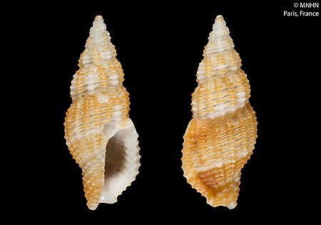 Pseudodaphnella rufolirata