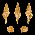 * Nomination Shell of a Philippine spindle snail, Pseudolatirus kuroseanus --Llez 05:37, 27 July 2013 (UTC) * Promotion Good quality. --JDP90 08:07, 27 July 2013 (UTC)