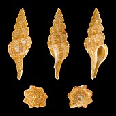 Shell in multiple views of a Pseudolatirus spindle sea snail Pseudolatirus kuroseanus 01.JPG