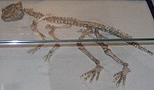 P. meileyingensis fossil, Copenhagen Zoological Museum Psittacosaurus meileyingensis Copenhagen.jpg