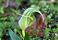 Pterostylis banksii