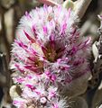 Ptilotus obovatus (Gaudich.) F.Muell.