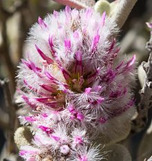 Ptilotus obovatus biseksüel flower.jpg