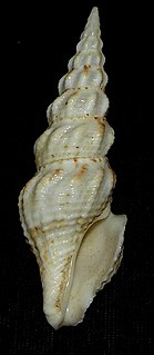 <i>Ptychobela lavinia</i> species of mollusc