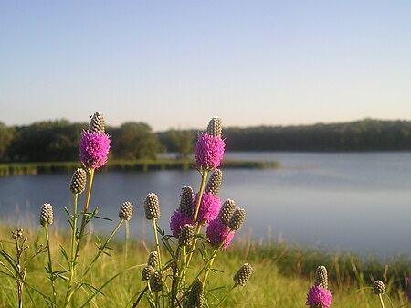 Dalea searlsiae