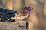 Thumbnail for File:Purple finch in PP (94140).jpg