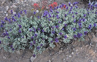 Purple sage (Salvia dorii), plant