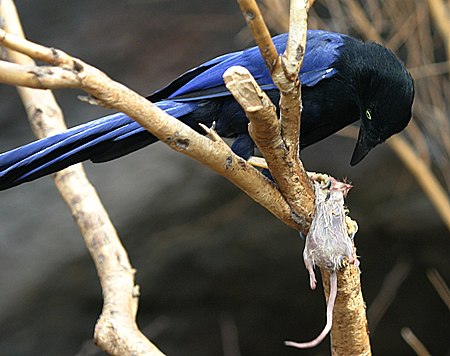 Cyanocorax beecheii