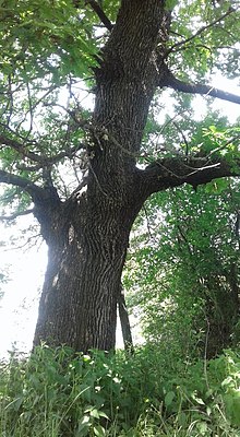 Bukoshi Oak QuercusBukosh1.jpg