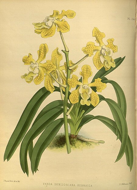 R. Warner & B.S. Williams - The Orchid Album - volume 06 - plate 248 (1887).jpg