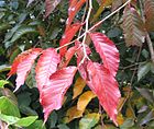 Autumn colour RN Ulmus japonica Jacan (hilliers arboretum) autumn foliage.JPG