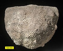 De koraalsoort Protaraea richmondensis uit het late Ordovicium