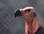 A female red-headed vulture (left) and a Lappet-faced vulture (right). Both have similar anatomical features including skull shapes and the dangling skin lappets. They are believed to be closely related