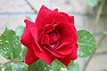 Red rose rote rose.jpg