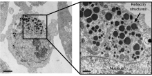 Reflectin structures produced by engineered mammalian cells Reflectin structures produced by mammalian cells.svg