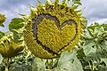 * Nomination Sunflower with a heart shape near Wohnau --Plozessor 04:26, 6 February 2024 (UTC) * Promotion  Support Good quality.--Tournasol7 05:09, 6 February 2024 (UTC)