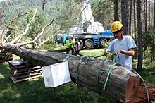 Preparing to restore the severed trunk, July 2015 Restauracio Pi 3 Branques - 1.jpg