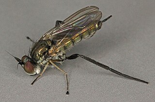 <i>Rhaphium crassipes</i> Species of fly