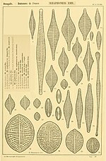Vignette pour Rhaphoneidaceae