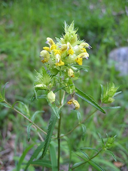 File:Rhinanthus glacialis.jpg