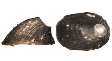 Rediscovered specimen Rhodacmea filosa - Choccolocco Creek1.png