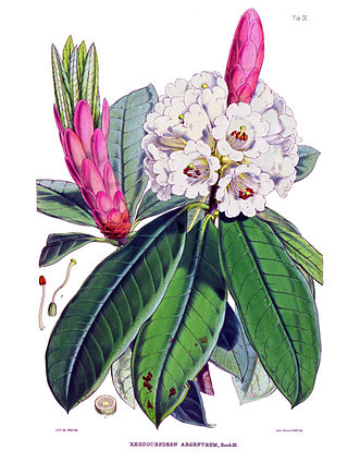 <i>Rhododendron grande</i>