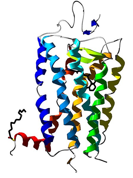 File:Rhodopsin.jpg