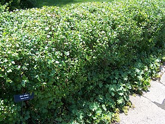 An alpine currant hedge at the Minnesota Landscape Arboretum Ribes alpinum MN 2007.JPG