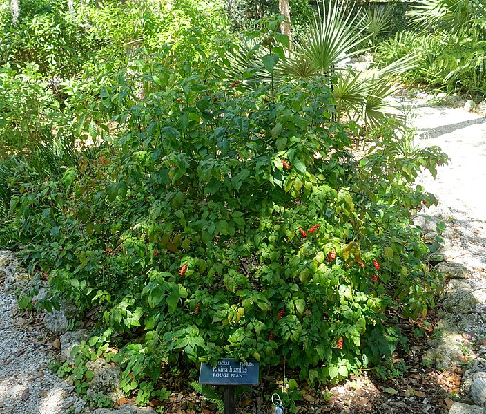 File:Rivina humilis - Marie Selby Botanical Gardens - Sarasota, Florida - DSC01574.jpg