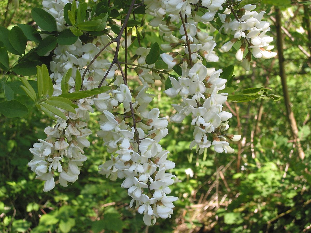 Акация белая (Robinia pseudoacacia)