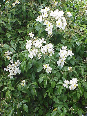 Rosa longicuspis0.jpg