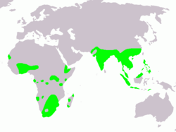Distribución. Incluyendo a Rostratula australis