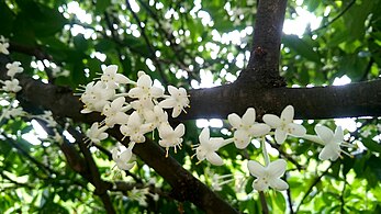 Rosy Apple (Phaleria clerodendron) (brightened).jpg