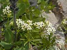 Rubiaceae - Galium cfr. анизофиллон.jpg