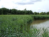 Ruddparkreedbed.JPG