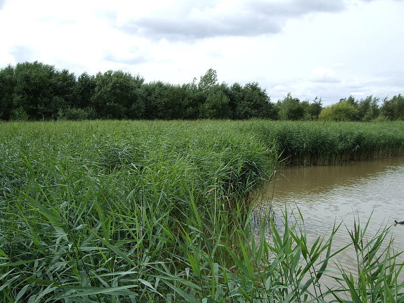 File:Ruddparkreedbed.JPG