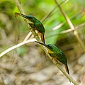 Couple in Tayrona Park, Colombia. One of them eating a butterfly