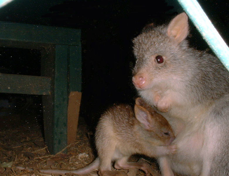 File:Rufous getting into pouch.JPG