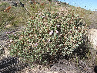 <i>Ruschiella</i> Genus of flowering plants