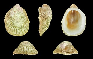 <i>Sabia australis</i> Species of gastropod