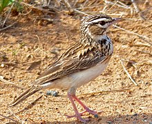 Sabota Lark (Calendulauda sabota) (11421288184), crop.jpg