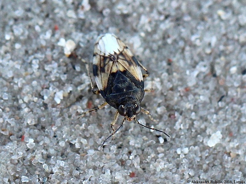 File:Saldula pallipes 05.JPG