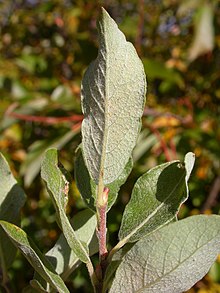 Leaf underside Salix bebbiana (5027584564).jpg