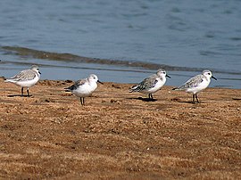 Sanderling, Calidris alba