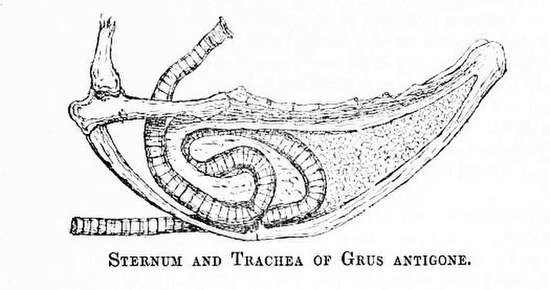 The long coiled trachea that produces the trumpeting calls of cranes (sarus crane, Antigone antigone)