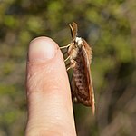 Saturnia pavoniella – seitlich