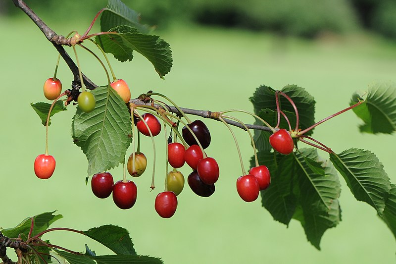 File:Sauerkirschenfrucht Prunus cerasus 2.JPG