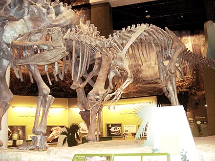 Заурофаганакс. Saurophaganax Maximus. Заурофаганакс скелет. Заурофаганакс Планета динозавров. Музей естественной истории и науки в Нью-Мексико.