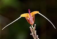 Scaphosepalum merinoi